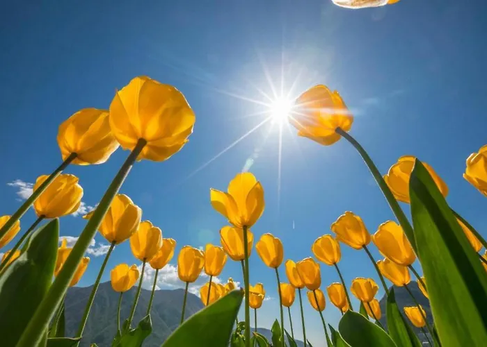 Gaia On Hill - Happy